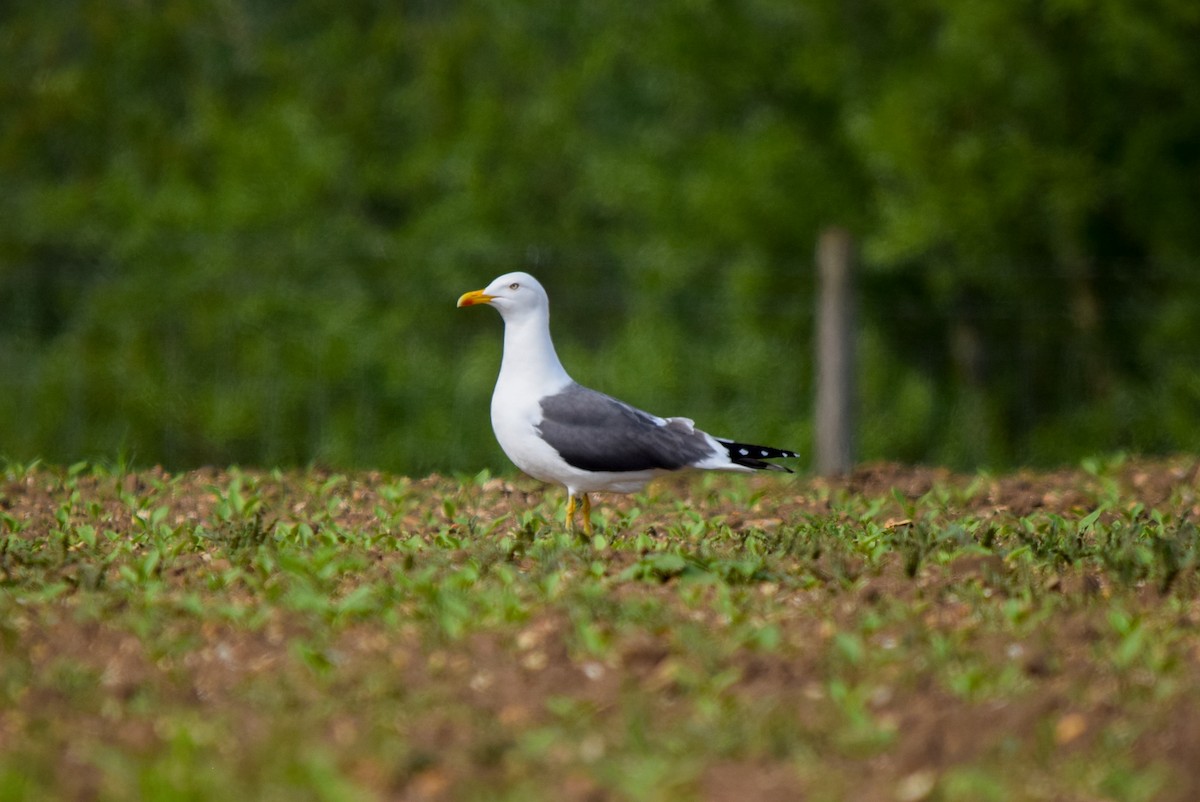 Lesser Black-backed Gull - ML619246628