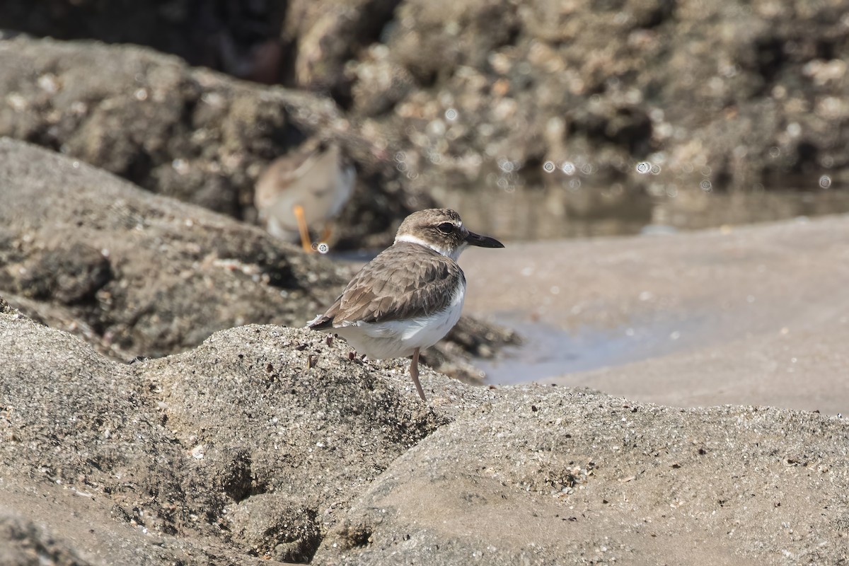 Wilson's Plover - Jodi Boe