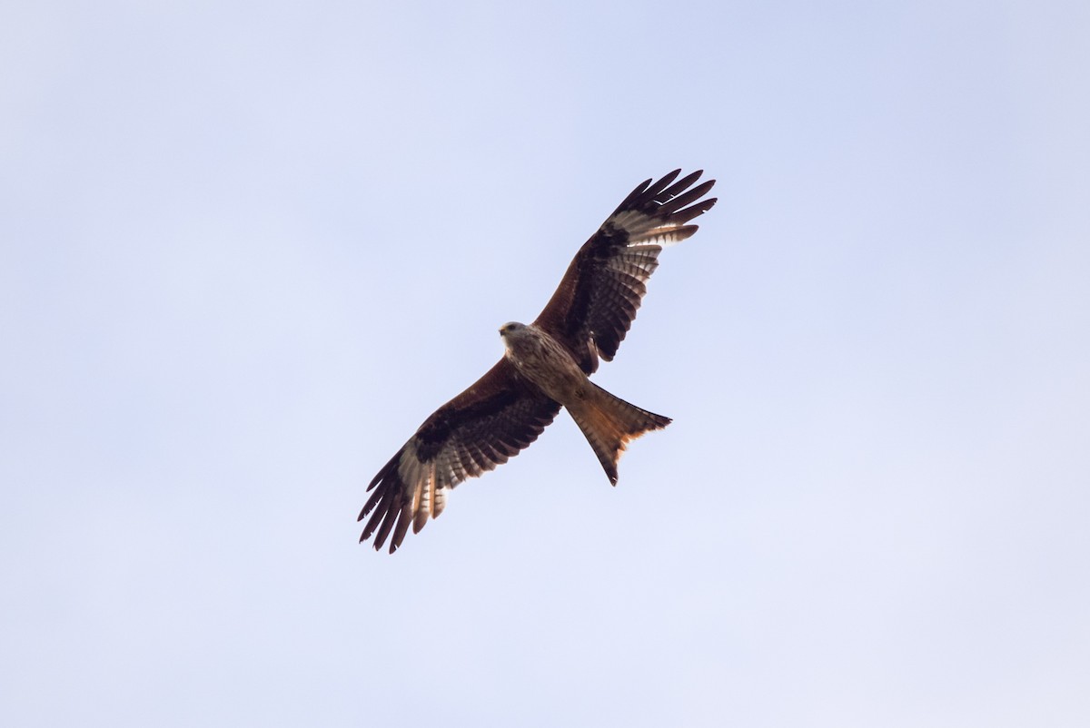 Red Kite - Amelia Kirk