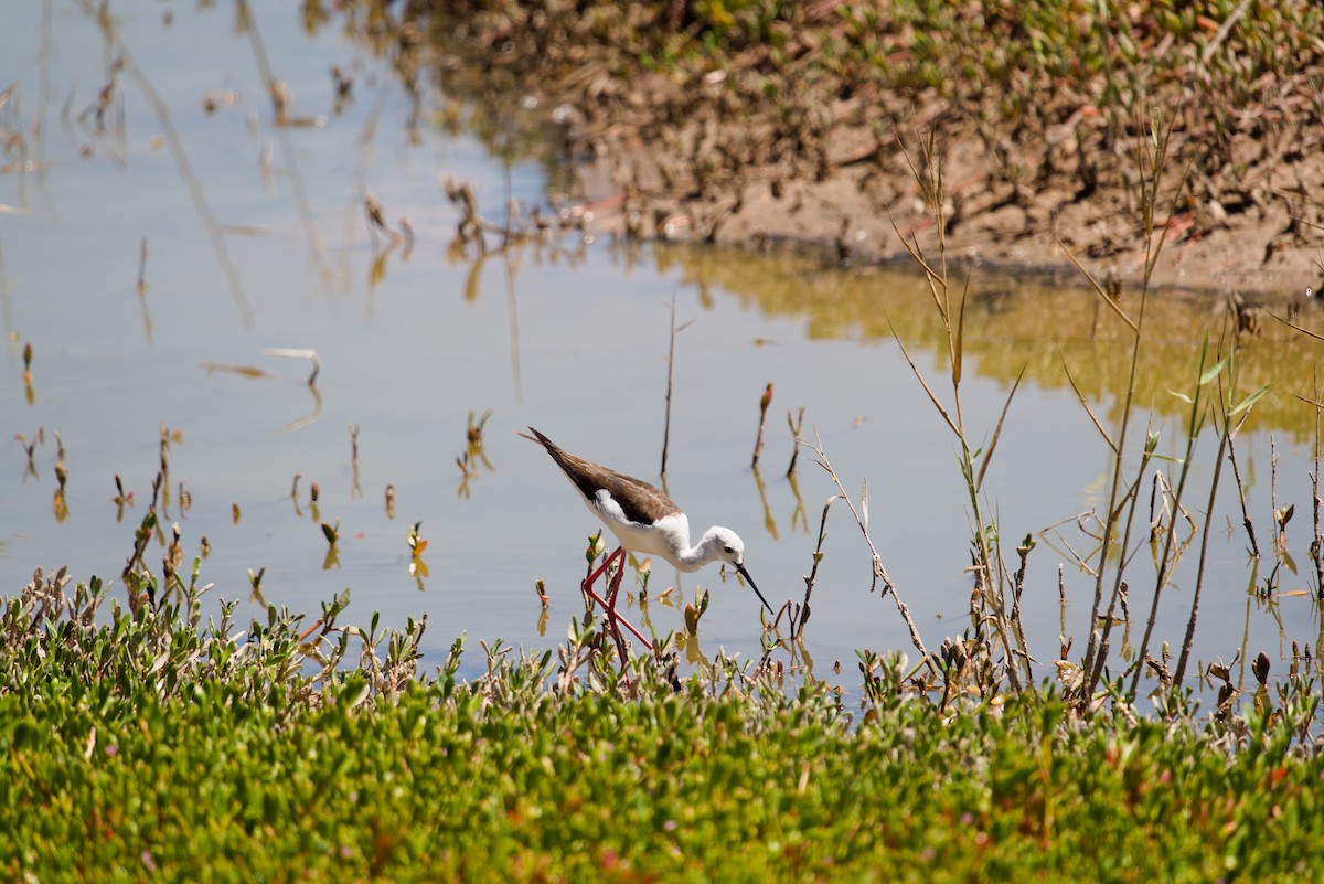 Black-winged Stilt - Jakub Nikiel