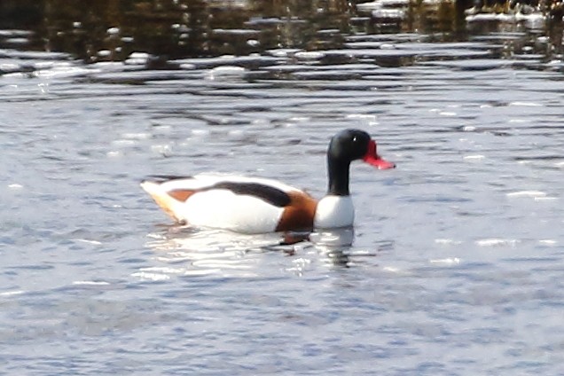 Common Shelduck - Christopher Escott