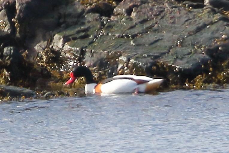 Common Shelduck - ML619246653