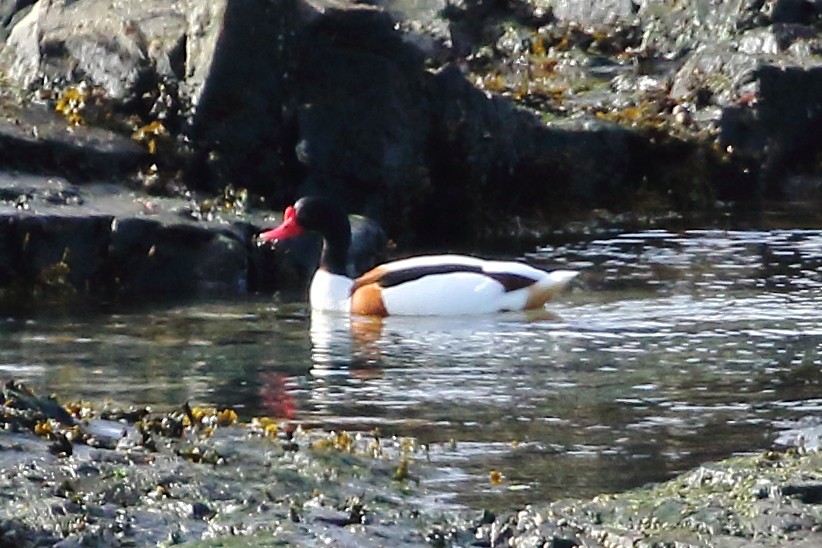 Common Shelduck - ML619246655