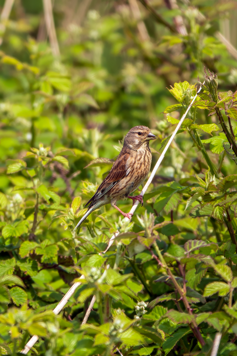 Eurasian Linnet - Gavin Stone