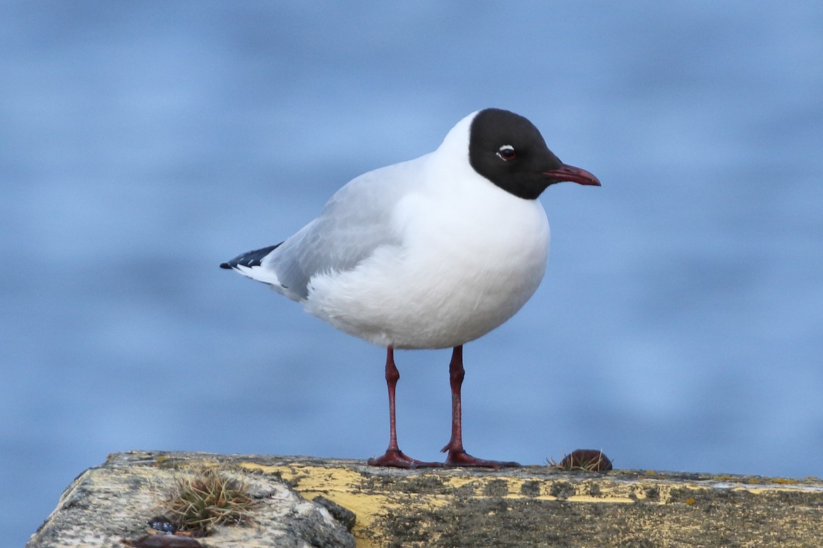 Black-headed Gull - Christopher Escott