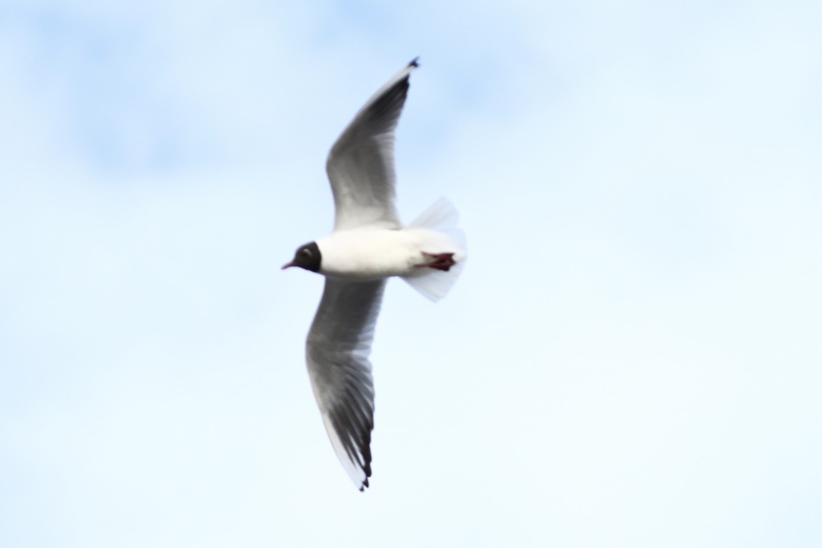 Black-headed Gull - ML619246671