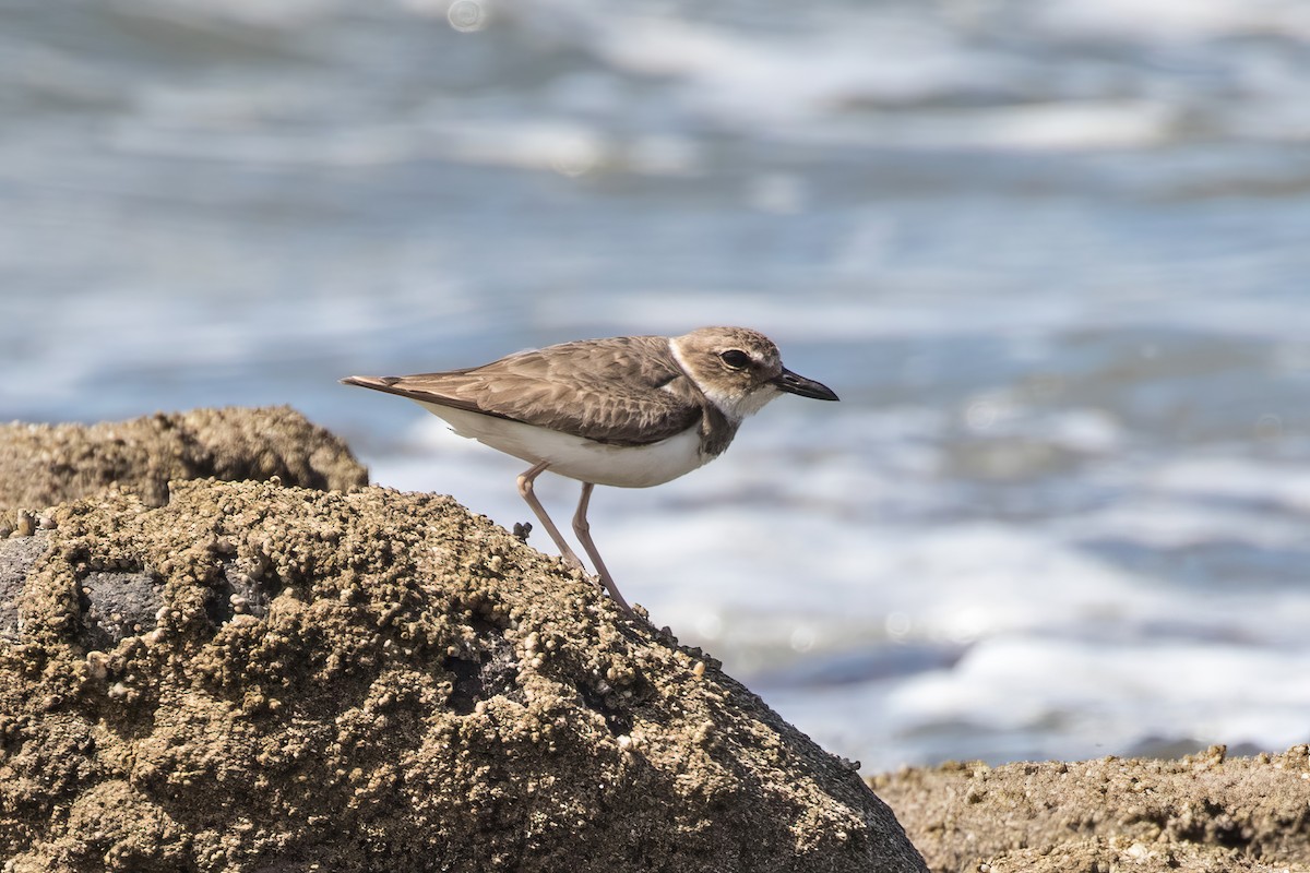 Wilson's Plover - Jodi Boe