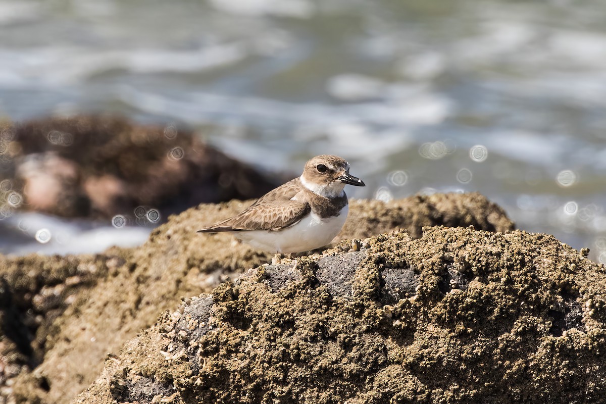 Wilson's Plover - Jodi Boe