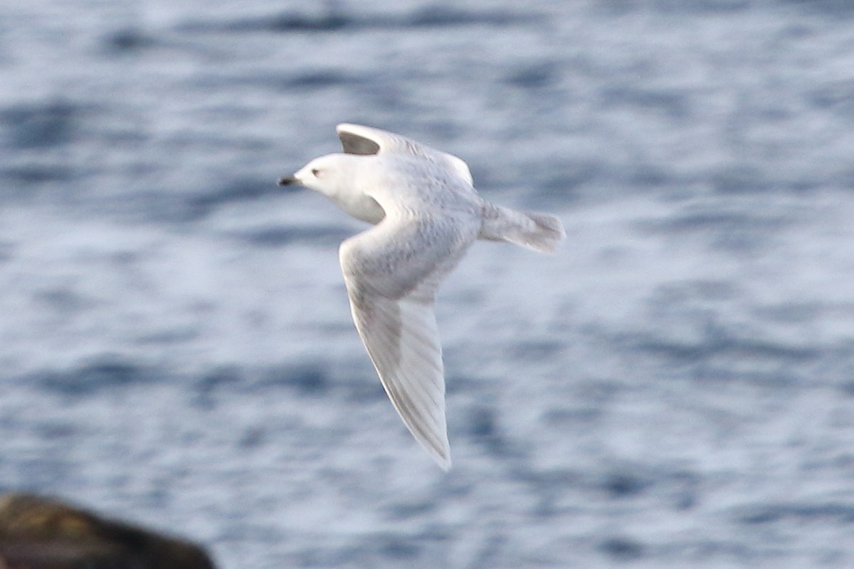 Gaviota Groenlandesa - ML619246686