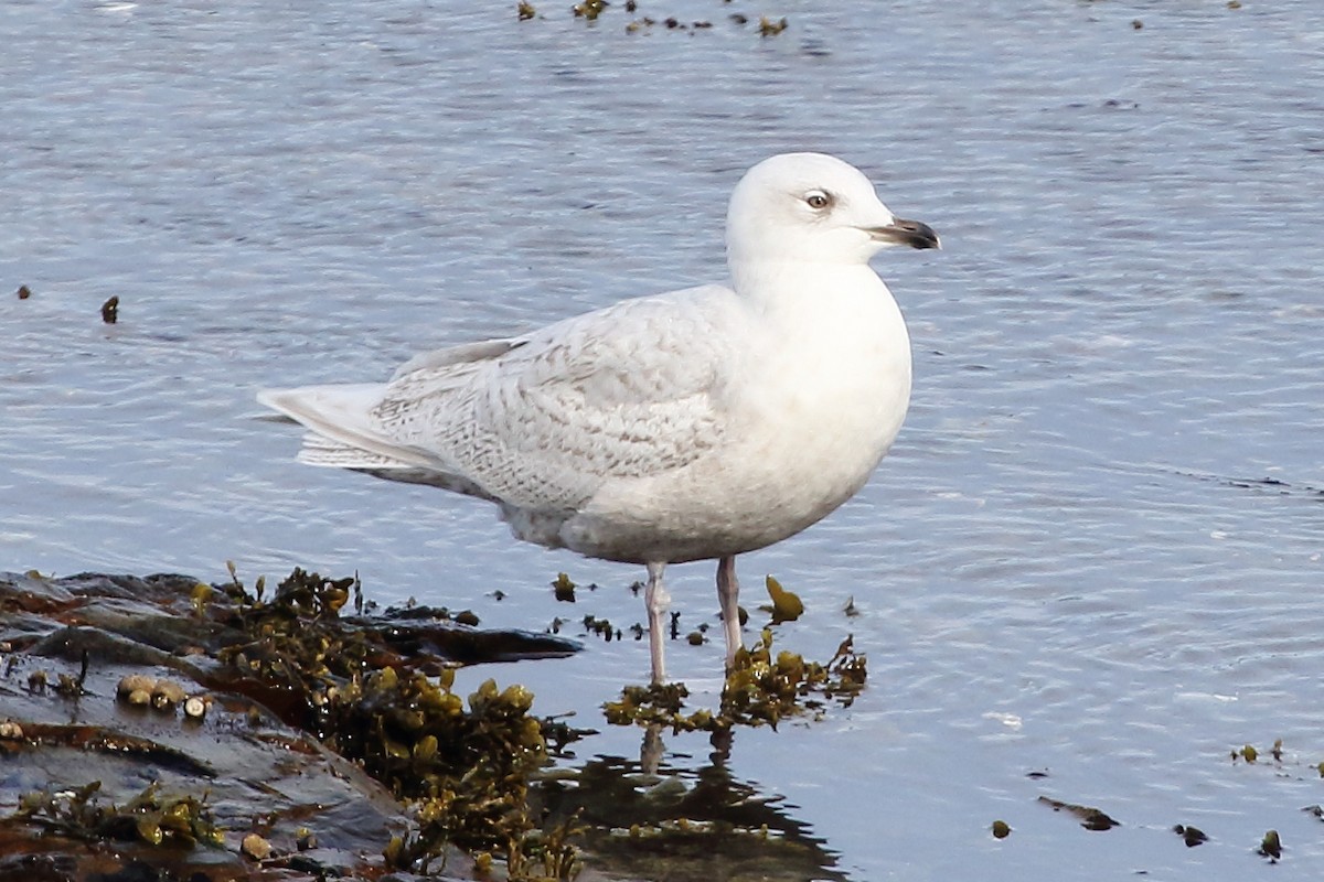 Iceland Gull - Christopher Escott