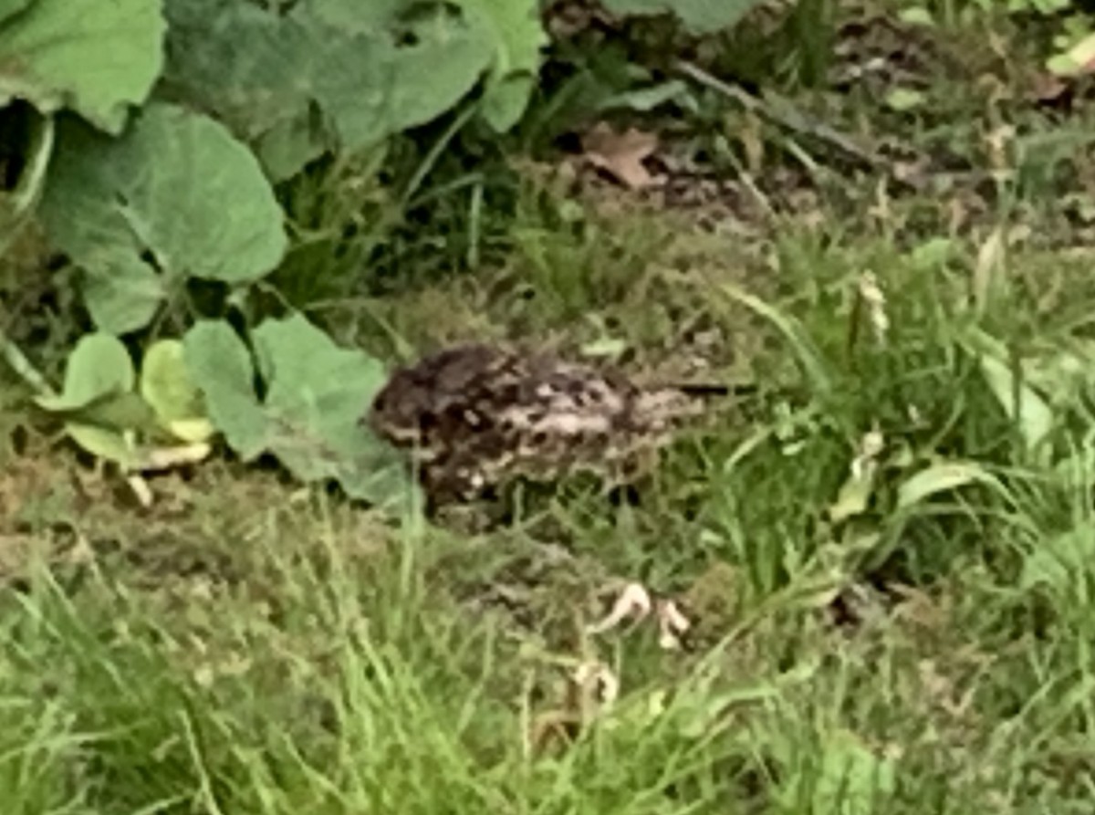 Chuck-will's-widow - ML619246689