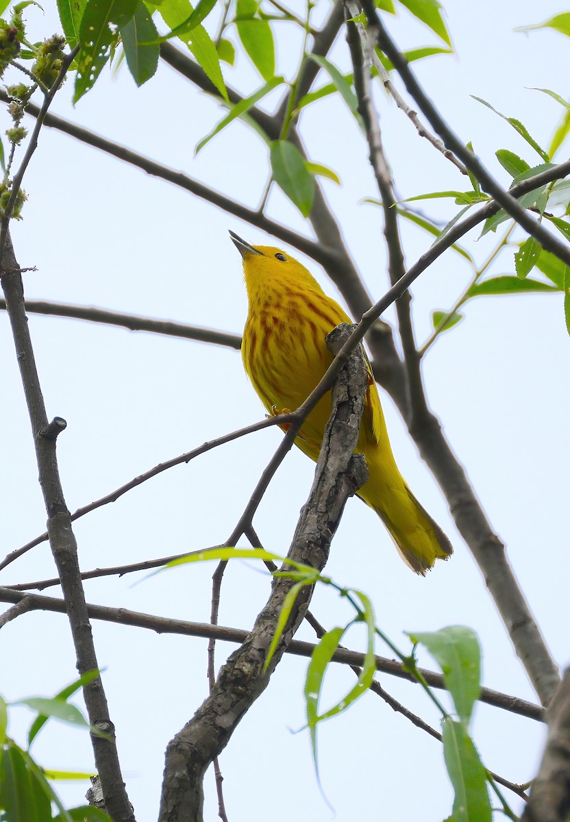 Yellow Warbler - Anir Bhat