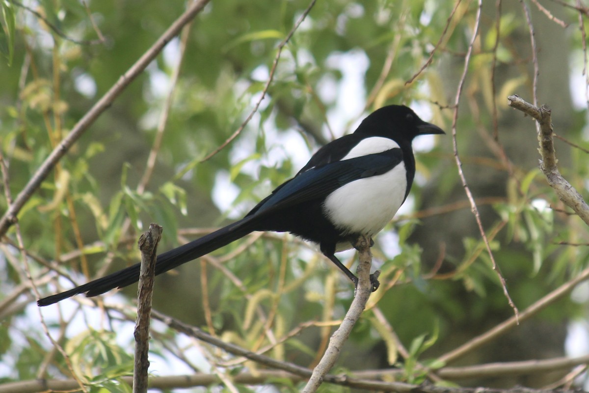 Black-billed Magpie - ML619246731