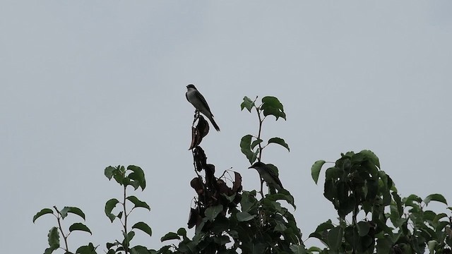 Eastern Kingbird - ML619246736