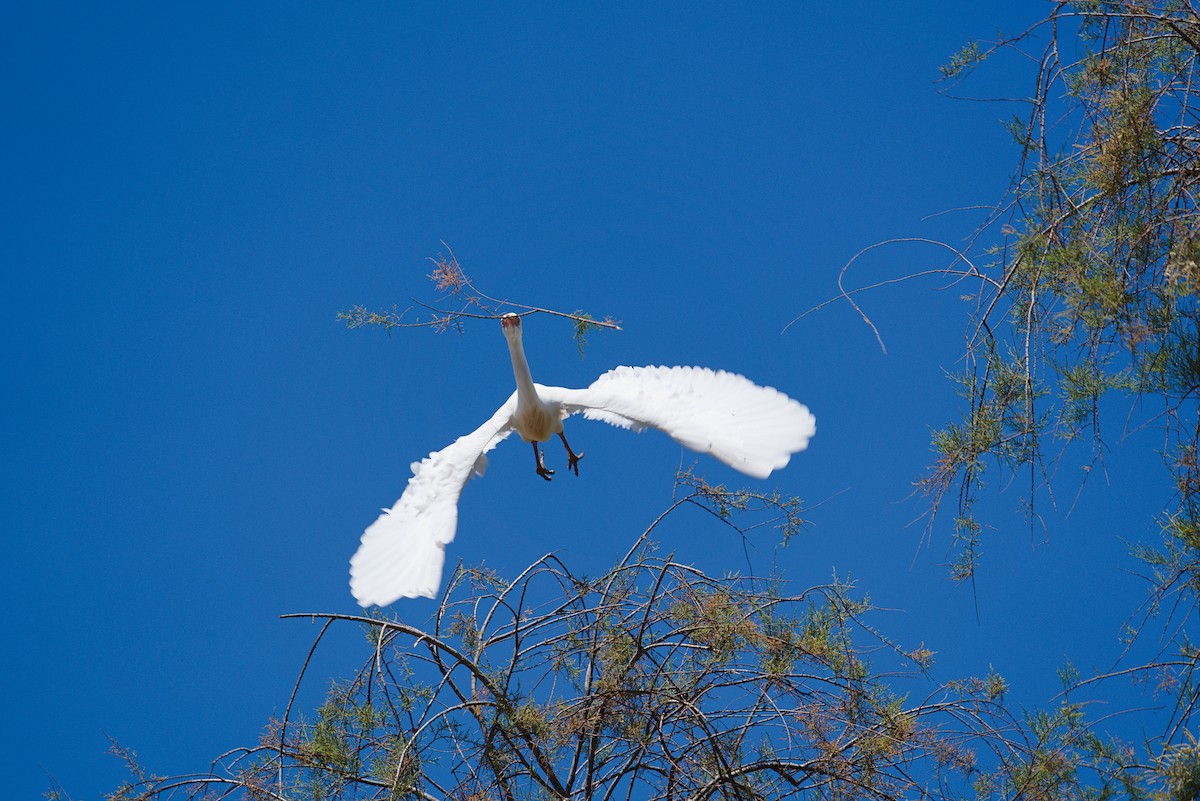 Western Cattle Egret - Jakub Nikiel