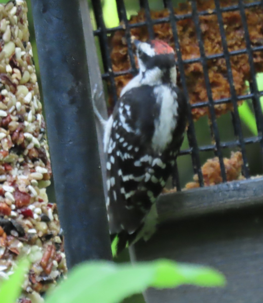 Downy Woodpecker - Bill Wright_cc