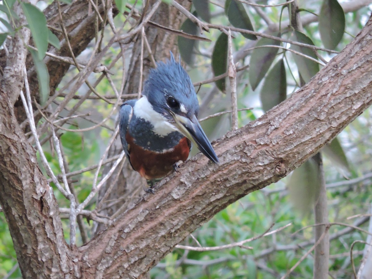 Ringed Kingfisher - Más Aves