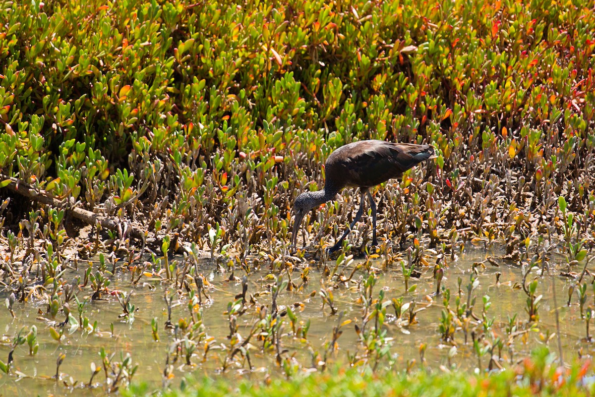 Glossy Ibis - Jakub Nikiel