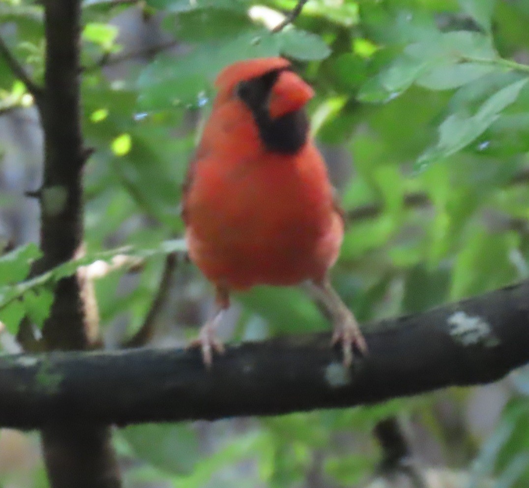 Northern Cardinal - ML619246766