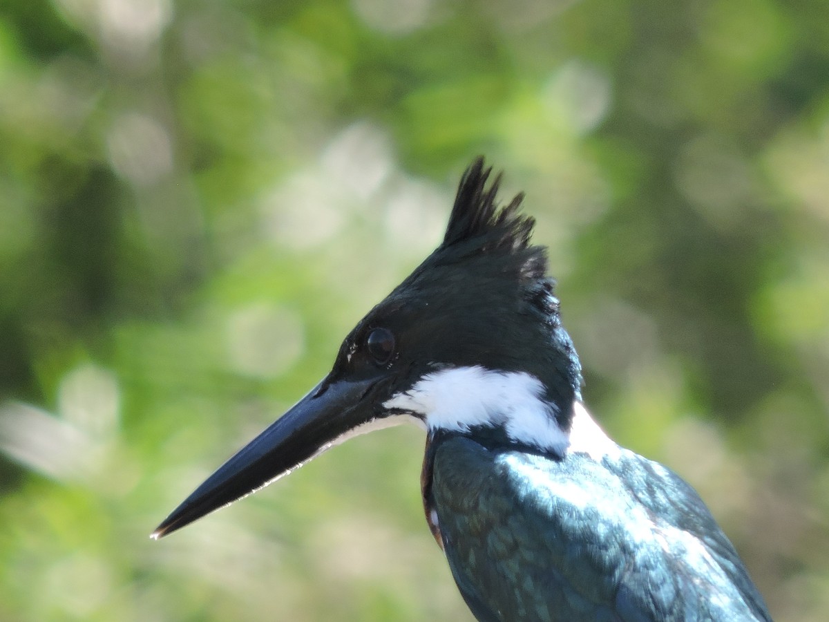 Amazon Kingfisher - Más Aves