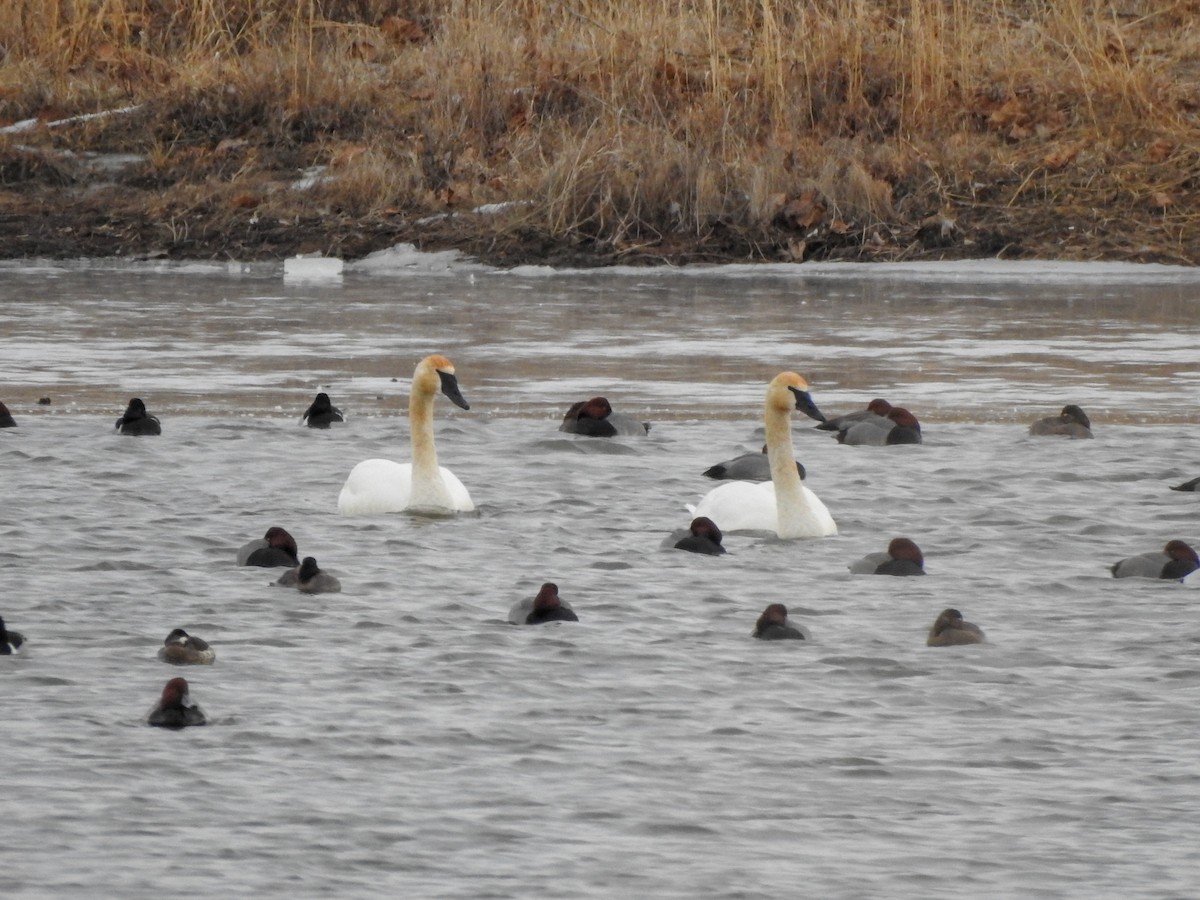 Trumpeter Swan - Reanna Thomas