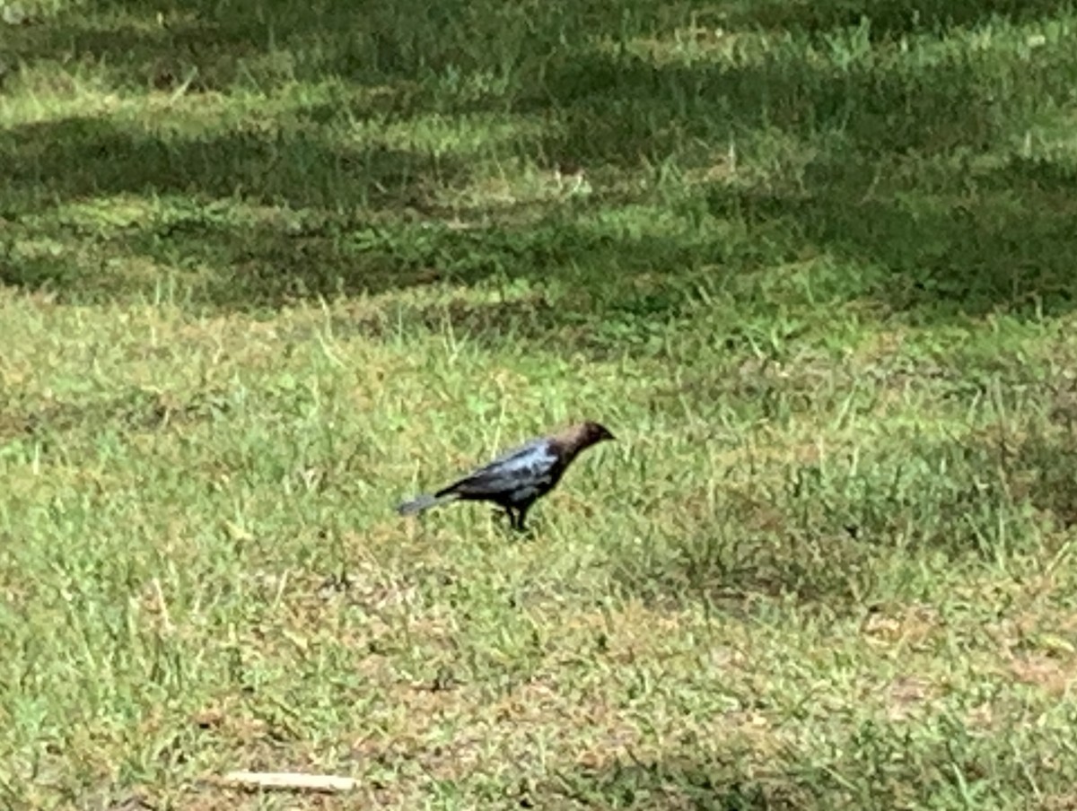 Brown-headed Cowbird - ML619246792