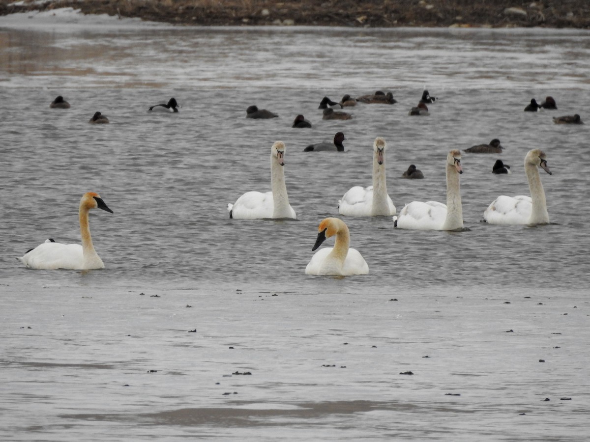 Trumpeter Swan - Reanna Thomas