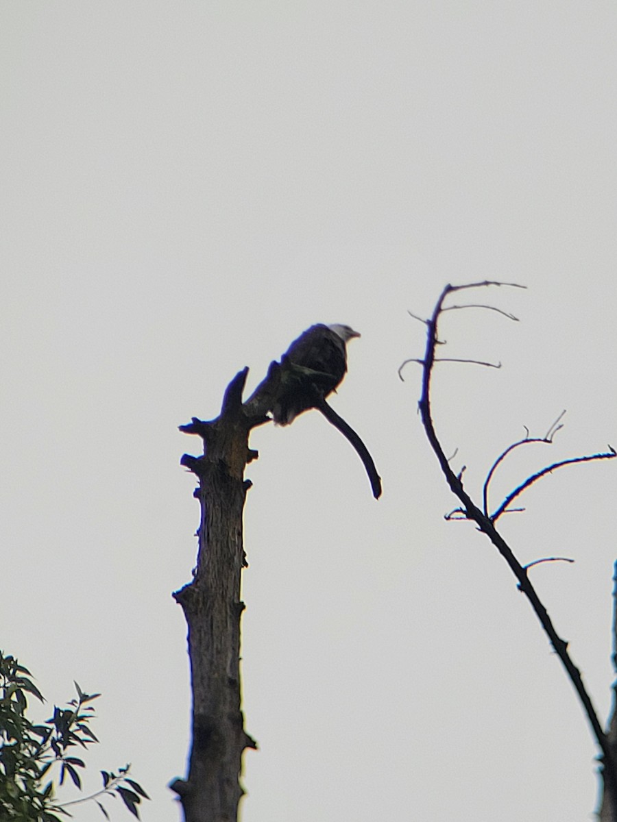 Bald Eagle - Clayton  Rucker