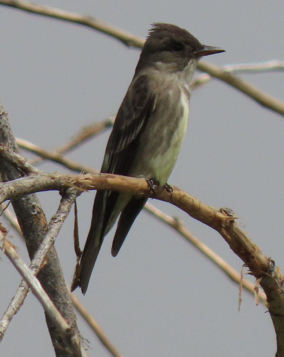 Olive-sided Flycatcher - Mike Brossart