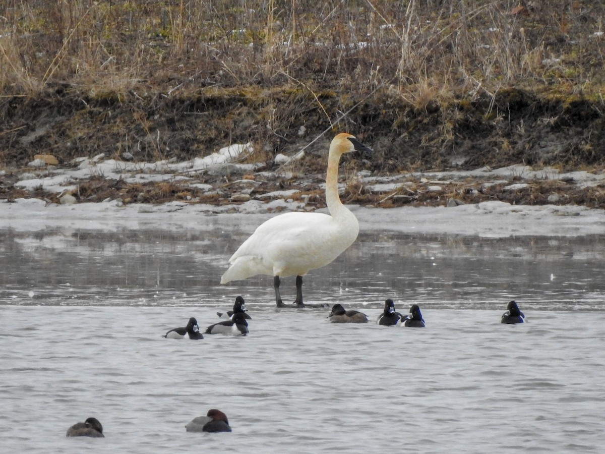 Trumpeter Swan - Reanna Thomas