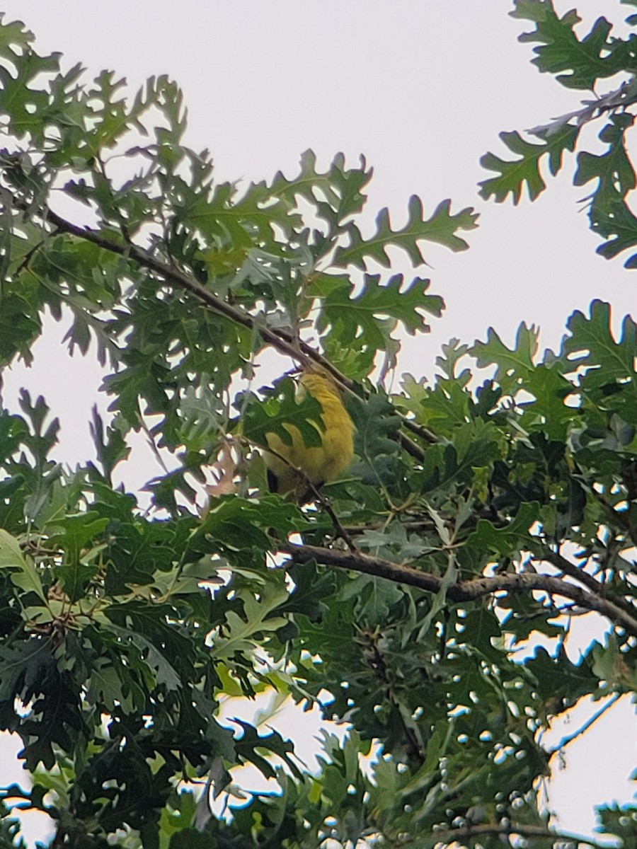 Orange-crowned Warbler - Clayton  Rucker