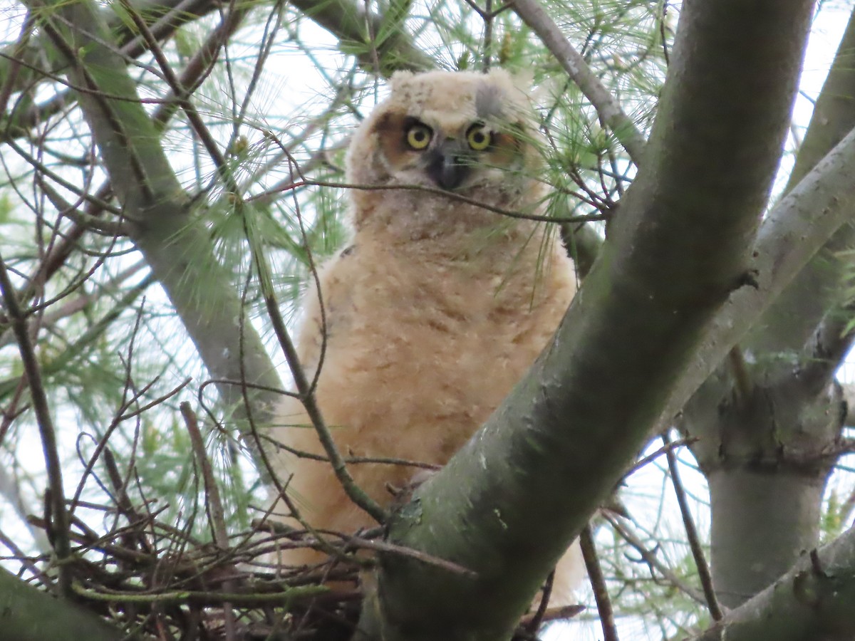 Great Horned Owl - ML619246819
