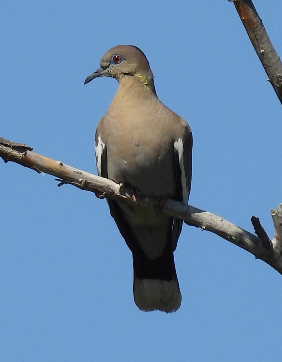 White-winged Dove - Julie Furgason