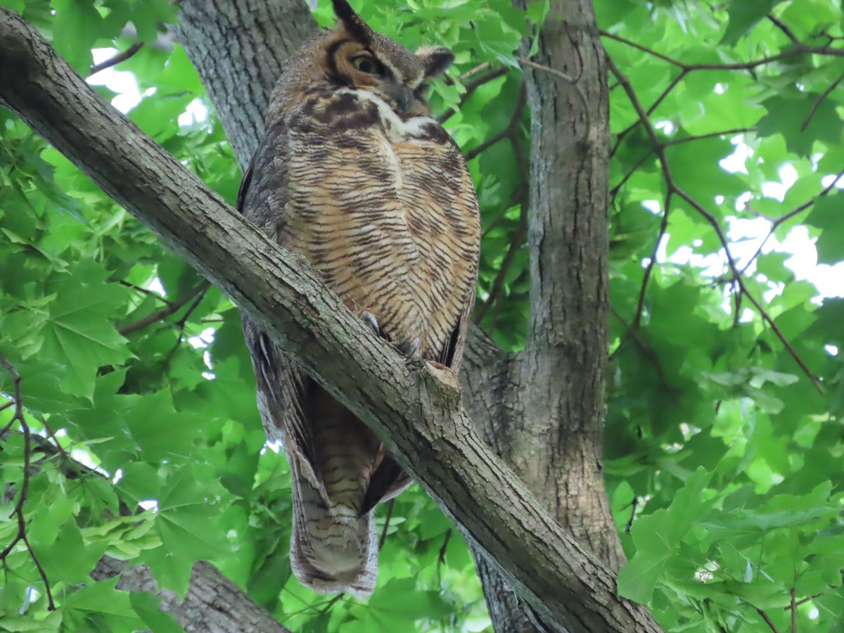 Great Horned Owl - ML619246835