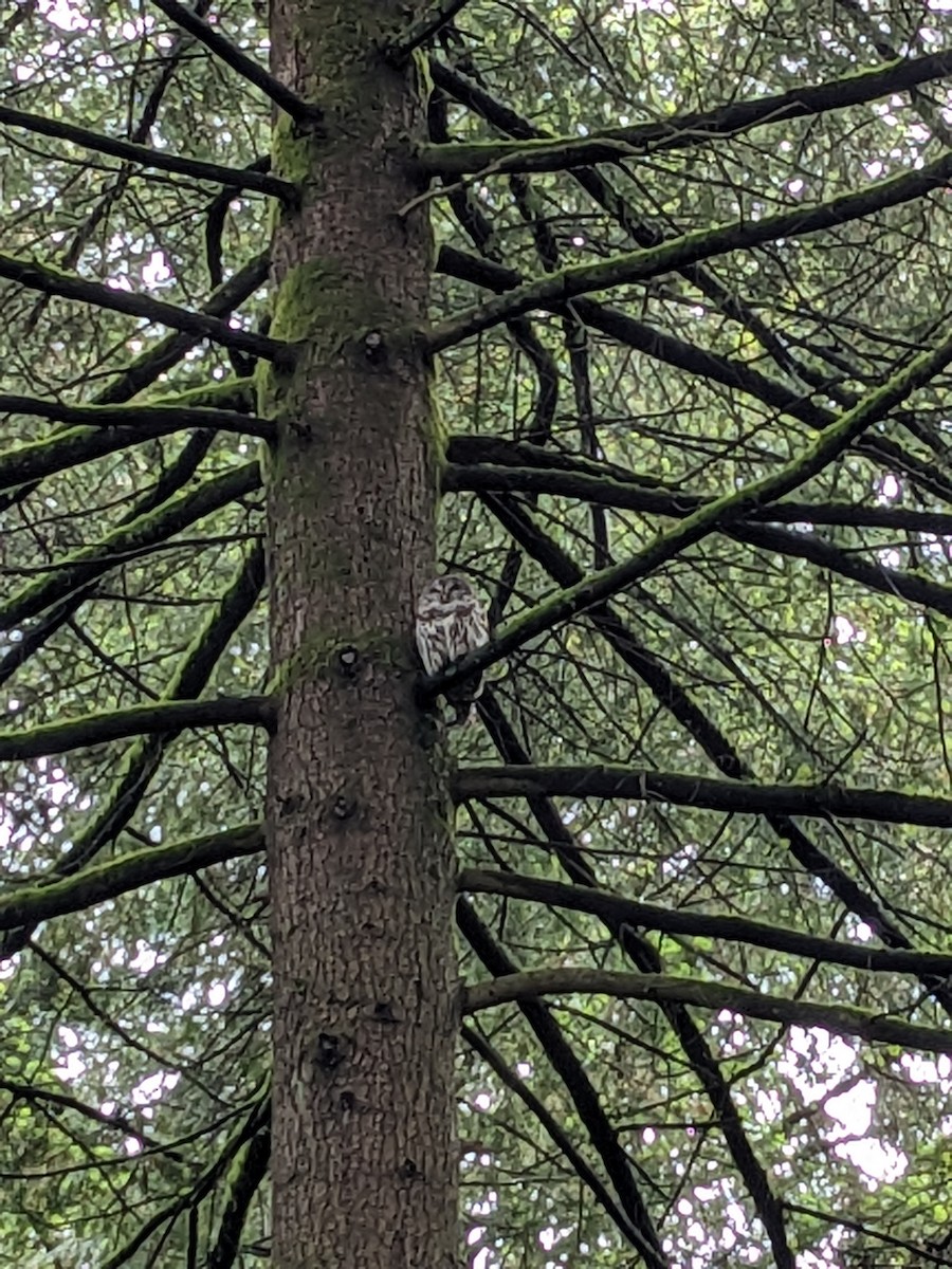 Barred Owl - Christine Balkwill