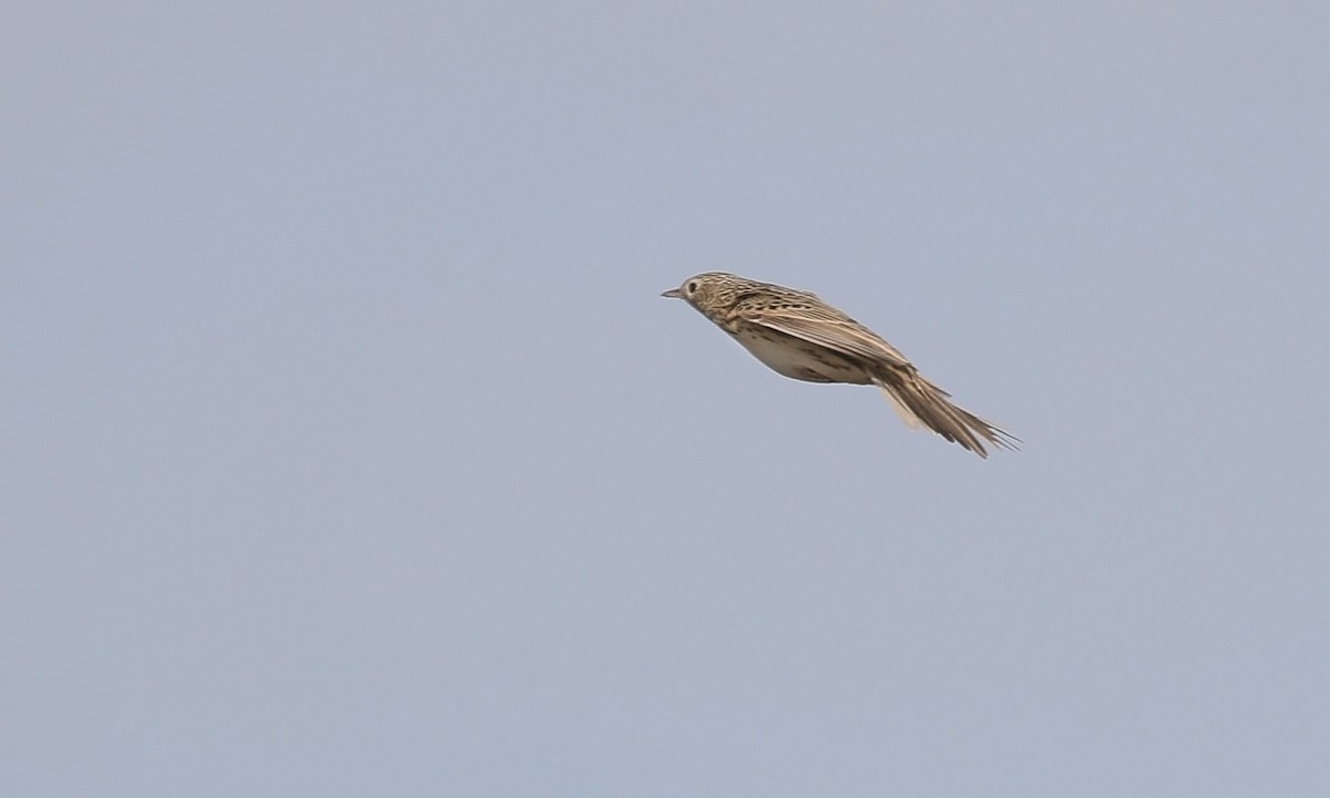 Yellowish Pipit - Adrián Braidotti