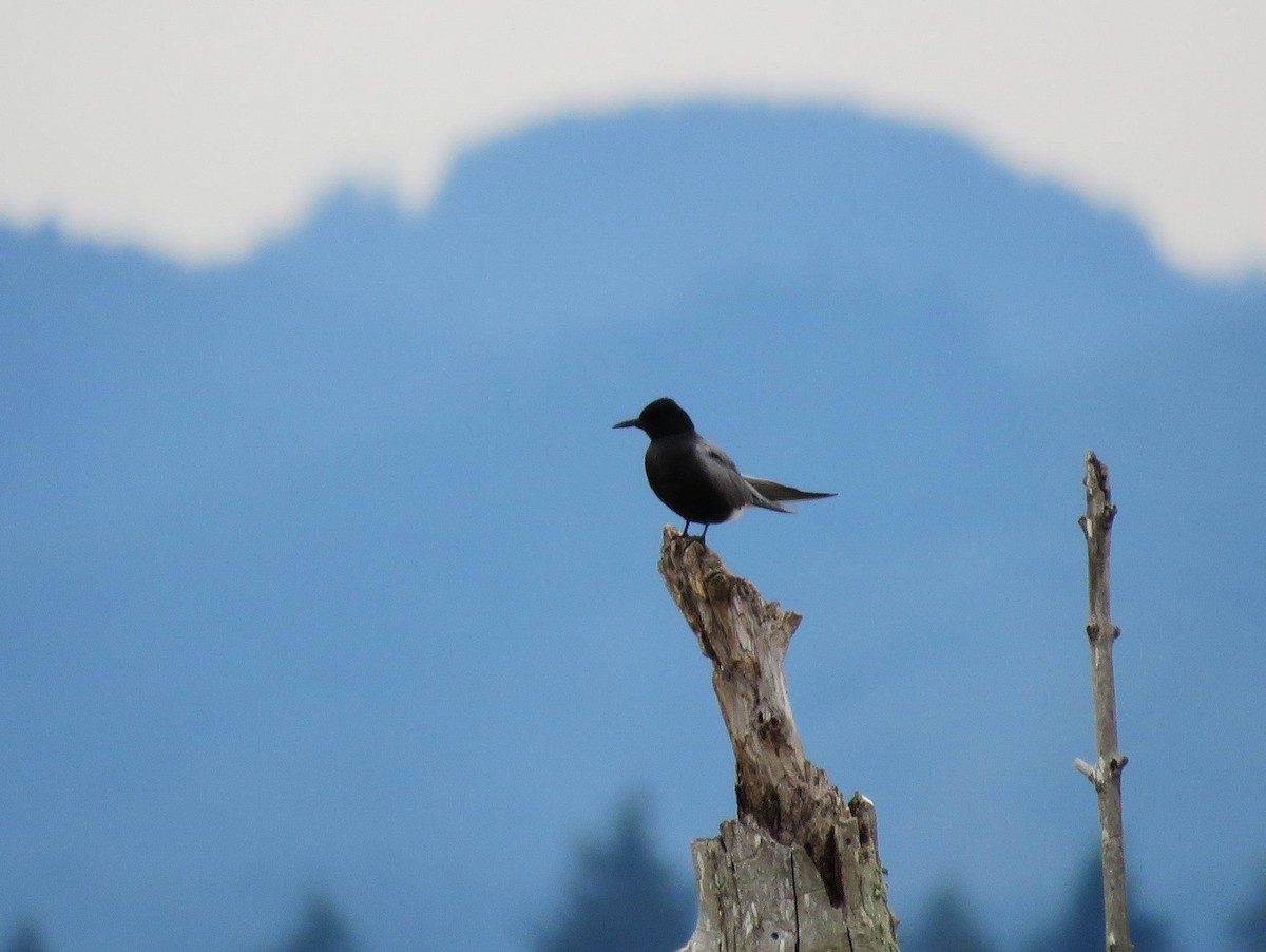 Black Tern - ML619246861