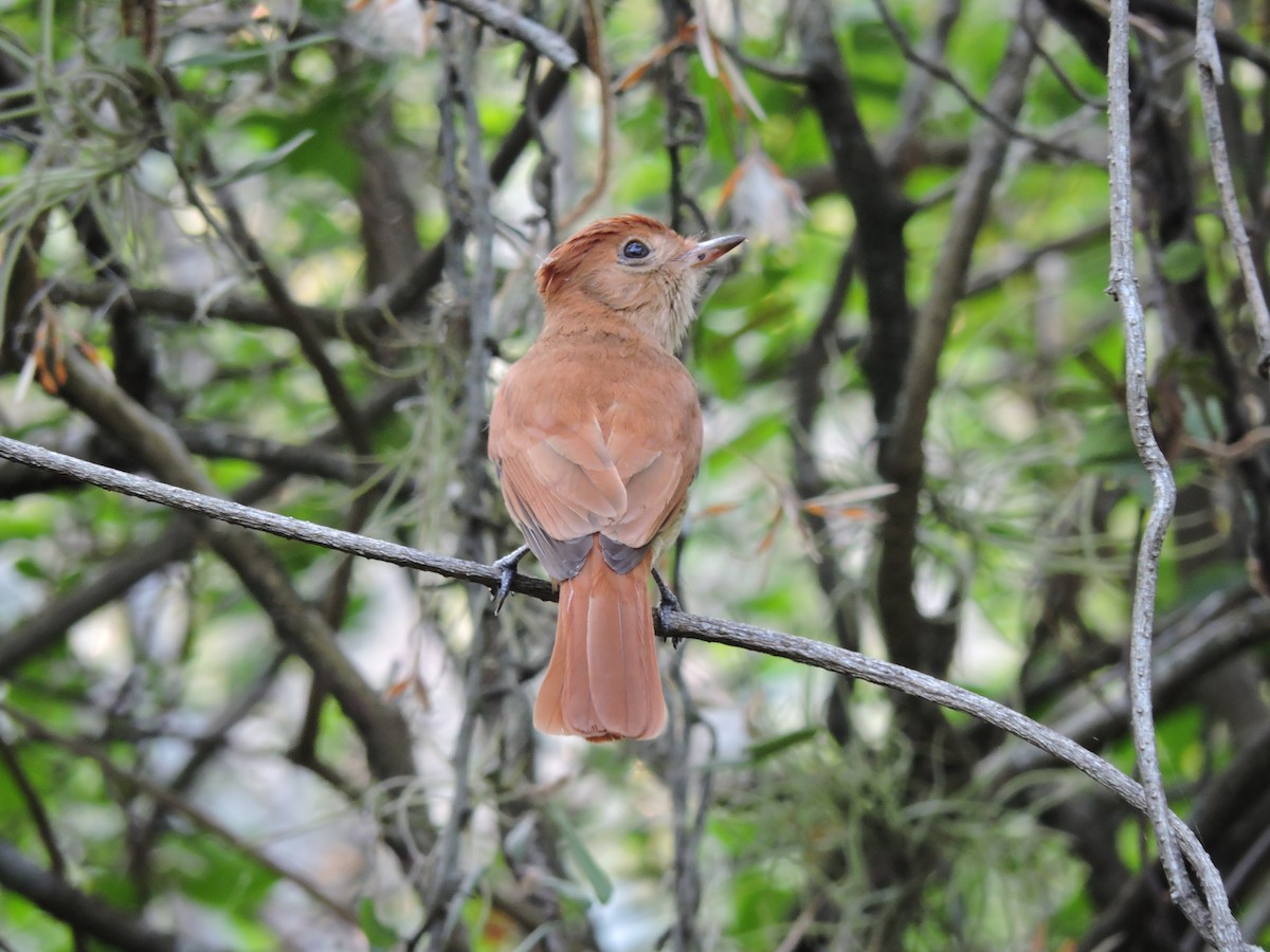 Rufous Casiornis - Más Aves