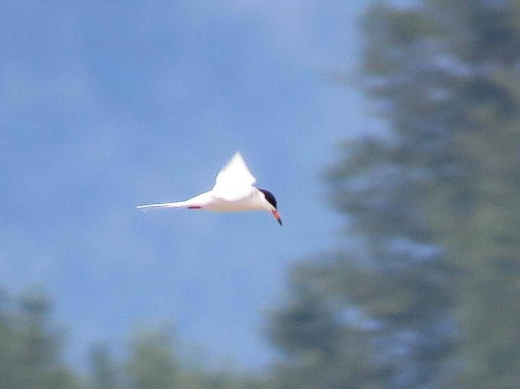 Forster's Tern - ML619246869