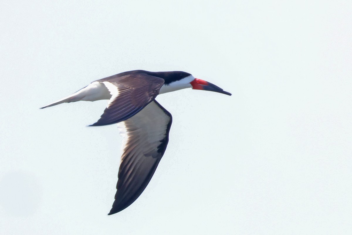 Black Skimmer - ML619246882