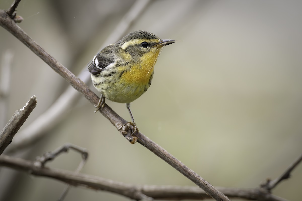 Blackburnian Warbler - ML619246892