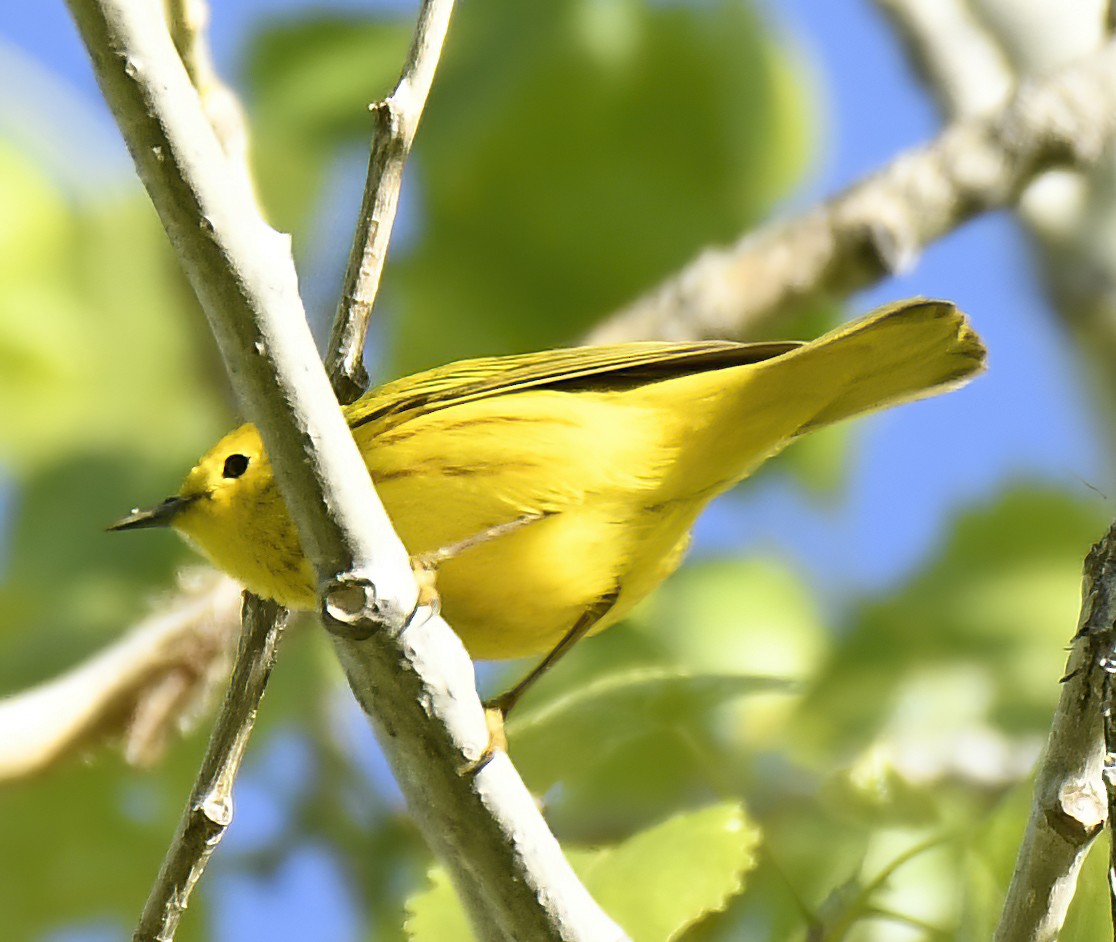 Yellow Warbler - Jim Ward