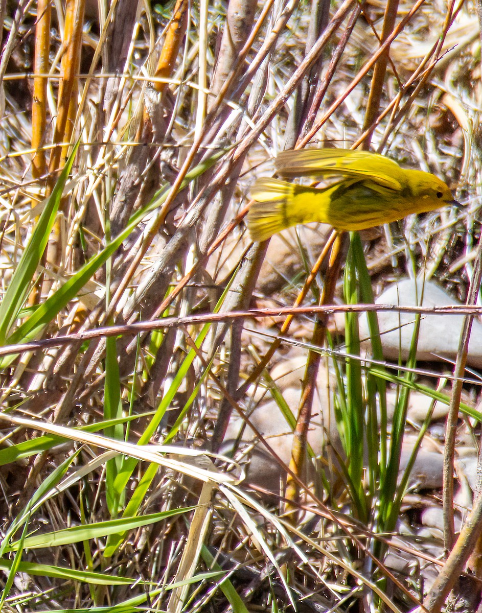 Yellow Warbler - Todd Miller