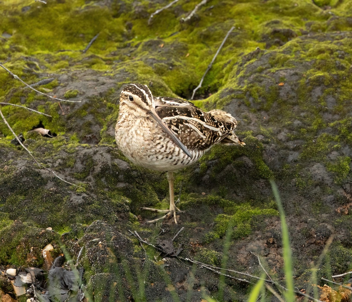 Wilson's Snipe - Julie Paquette