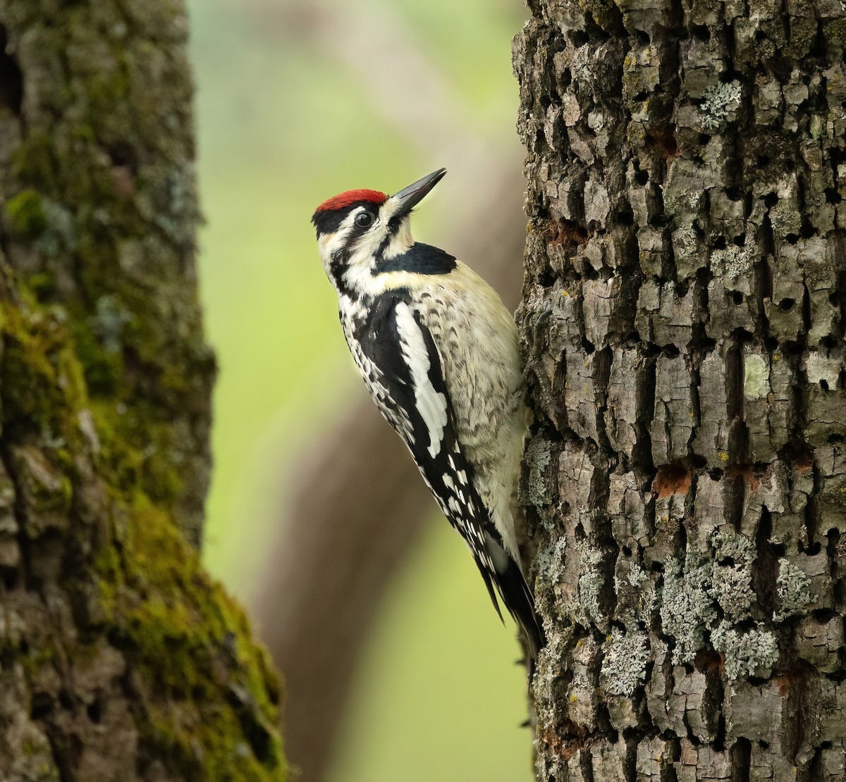 Yellow-bellied Sapsucker - Julie Paquette