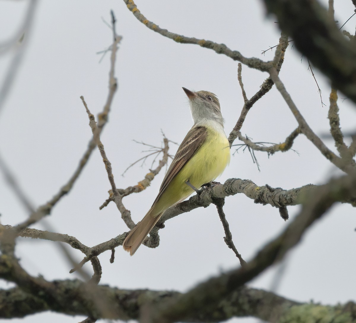 Great Crested Flycatcher - Julie Paquette