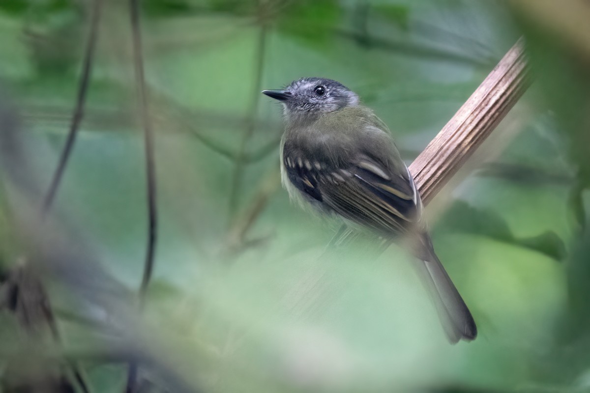 Slaty-capped Flycatcher - Hanna Zhao