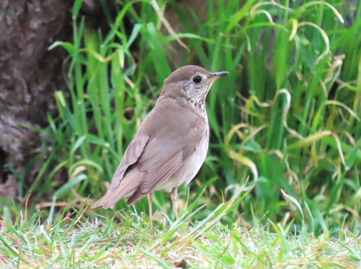 Gray-cheeked Thrush - Chris Hayward