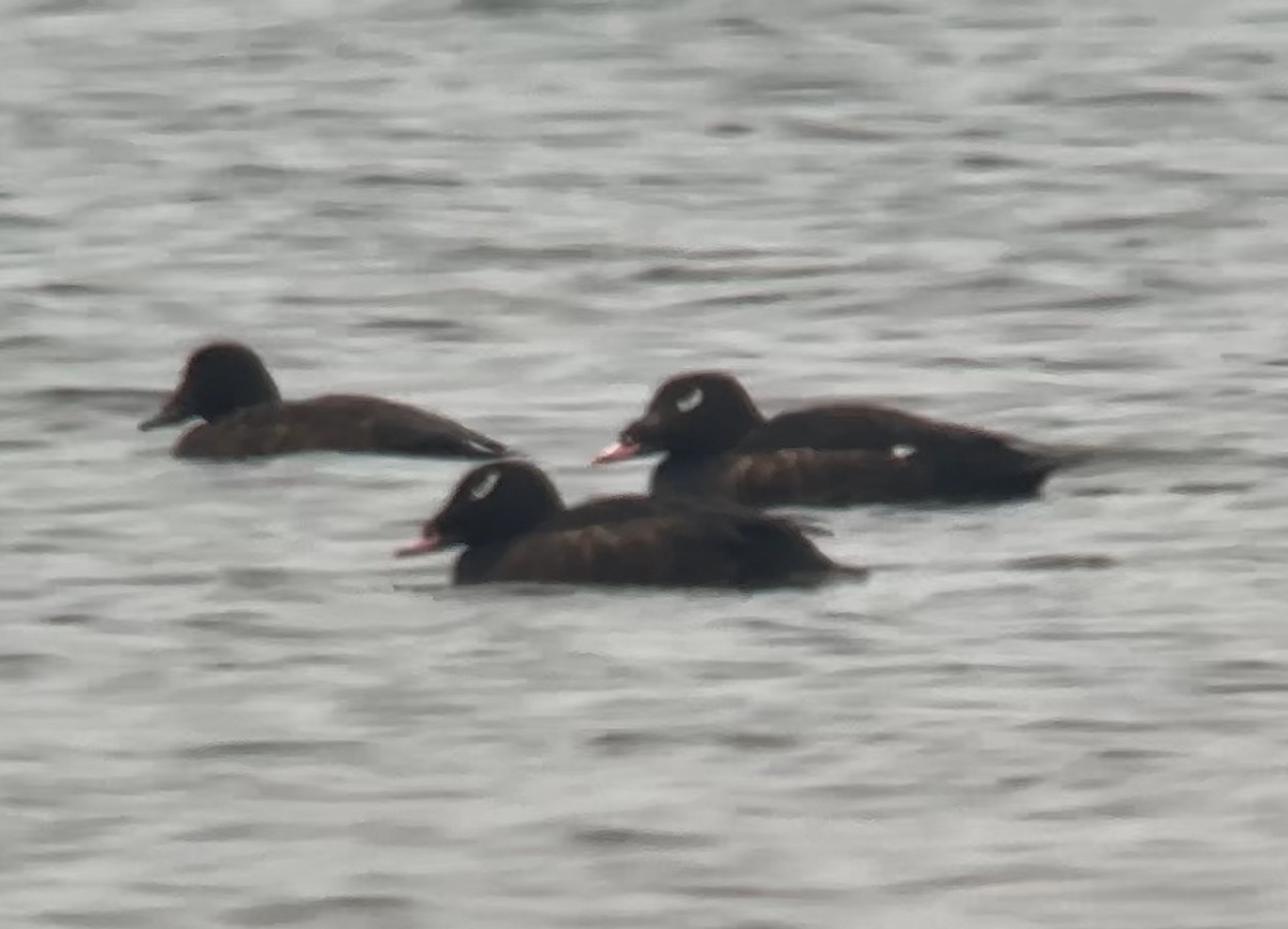 White-winged Scoter - Jean-Daniel Fiset