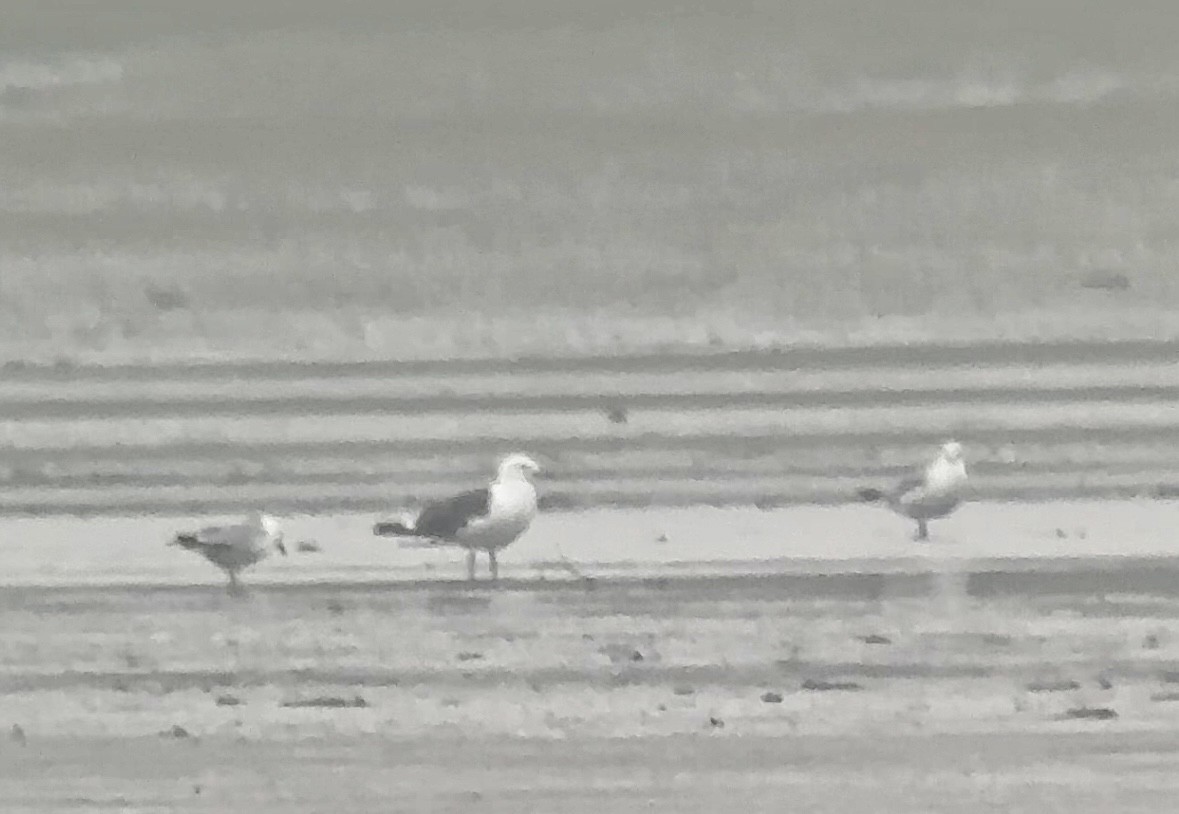 Lesser Black-backed Gull - ML619246975